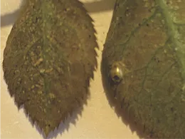 Aphids on rose leaves, mummified aphid