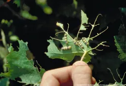 Grape leaf skeletonizer damage