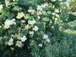 Elderberry flowers, Mike Flanner