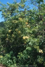 Blue elderberry, UC ANR