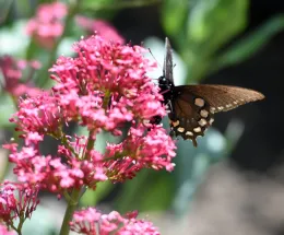 Pipevine Swallowtail