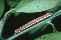 Larva of citrus cutworm, Jack Kelly Clark. UC ANR