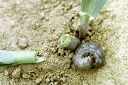 Cutworm, Michelle Ramsey