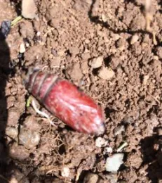 Cutworm pupae, Michelle Ramsey