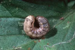 Cutworm, Jack Kelly Clark, UC ANR