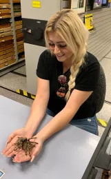 An entomology enthusiast, Andrea Guggenbickler holds a tarantula at the Bohart Museum of Entomology.