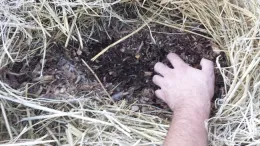 No Till, 3 months after adding 3 inches chicken manure, wood chip and straw mix and keeping moist, Kevin Marini