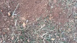 No Till before planting, Kevin Marini