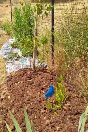 No Till hedgerow, Cheryl Cozad
