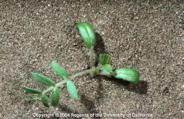 Puncturevine with true leaves, UC ANR