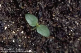 Vetch at cotyledon stage, UC, ANR
