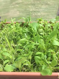 Turnips and mustard microgreens, Kim Schwind