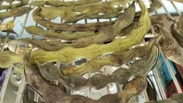 Fava beans drying in pods, J Alosi