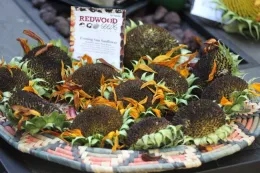 Sunflower seeds, Jennifer Petersen