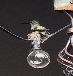 Female seen nesting 3-6-2020