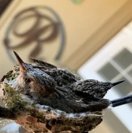 They will be flying soon 4-11-2020