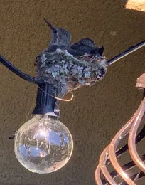 I dare not get too close for fear I would scare them out too early 4-14-2020