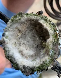 Empty nest 4-17-2020