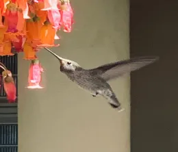 hummer sipping from flower