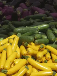 Fresh purple eggplants, green zucchini, and yellow squash harvested in a bin