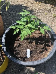 Container Tomato by Susan Bancroft