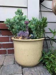 Mixed Succulent by Pam Roper