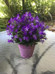 A pot inside of a decorative cover can be used for a color-coordinated display