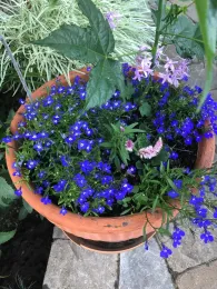 Lobelia, Arbutilon striatum “Redvine Indian Mallow” and Celosia by Pam Roper