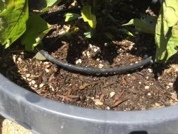 Container eggplant with 1/4