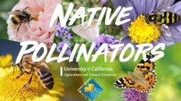 thumbnail_image001 native pollinators