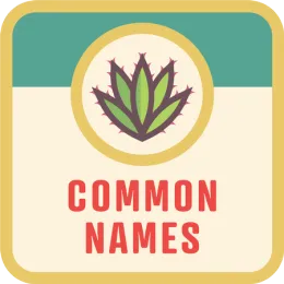 pitahaya-common-names-btn
