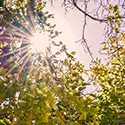 sun through the trees