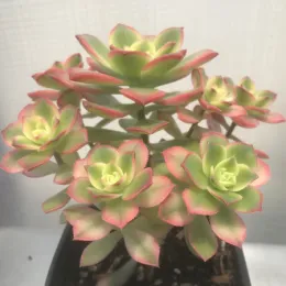 An Aeonium haworthii kiwi plant with multiple rosettes, featuring light green leaves with pink edges, in a dark pot