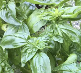 A close-up view of the tops of several green basil plants
