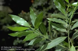 A close-up view of the ends of bay laurel branches showing slender green leaves