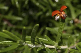 A close-up view of a lady beetle with its wings extended on the tip of a rosemary plant branch