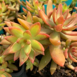 A close-up of Sedum nussbaumeranum succulents with green and orange-tipped leaves clustered together in a pot.