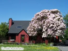 Photo by Don Wallace