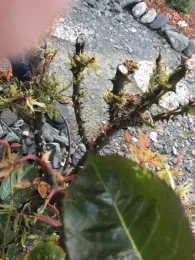 Rose with gylphosate damage