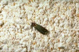 Indian meal moth adult in wheat flour. (Credit: Jack Kelly Clark)