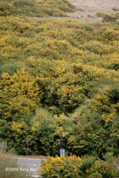French broom, <i>Genista monspessulana</i>, invading a hillside near Bodega Bay, California. (Credit: B Rice)