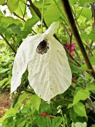 Davidia involucrata