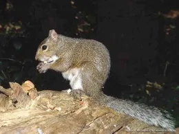 Eastern gray squirrel. (Credit: JP Clark)