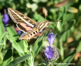 White lined sphinx moth. (Kathy Keatley Garvey)