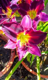 20200613 103900-EFFECTS