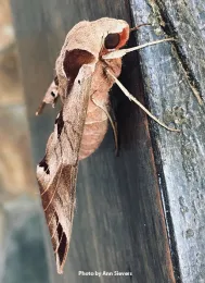 Eumorpha achemon, found at Il Fiorello Olive Oil Co., Fairfield. (Photo by Ann Sievers)