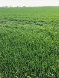 Rice field in Butte County, CA.
