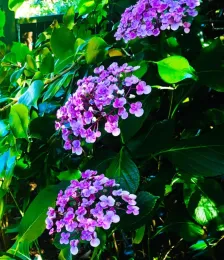 Hydrangeas come in many colors and make stunning, long-lasting cut flowers. They also dry nicely to use in arrangements later.Photo: Jane Scurich