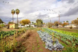 190206-freedom-school-fresno-black-farmers-training-Farm