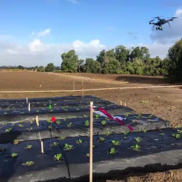a drone being flown over a strawberry research plot with open field and trees in the background